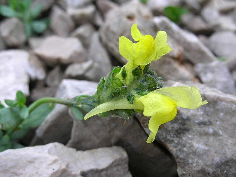 Linaria tonzigii / Linaria di Tonzig